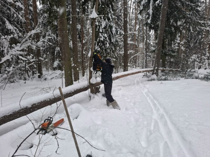 Трасса лыжная Цаговский лес, состояние на 12 января 2026 по отзыву, фото 6. 